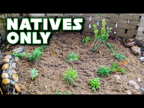 I Finally Built A California Native Plant Garden!