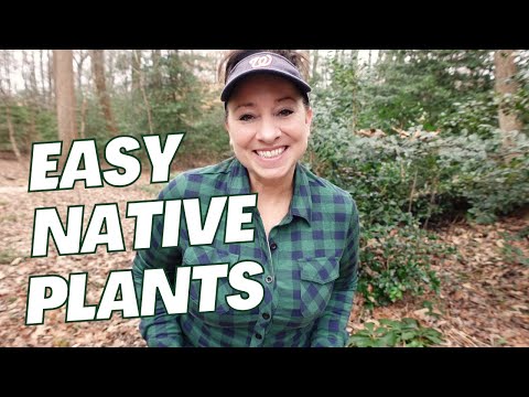 Easy to Grow Native Plants for the Novice Gardener!