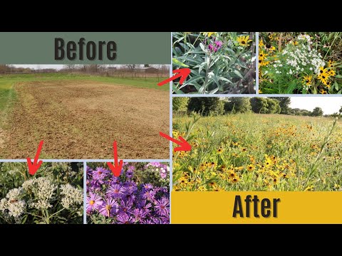 Transforming Lawn to Pollinator Garden: Establishing Native Prairie