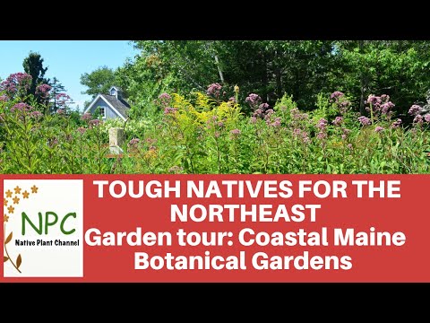 Tough Natives For The Northeast –  Coastal Maine Botanical Gardens Highlights Plants For Our Gardens