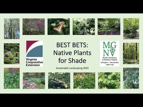 Best Bets: Native Plants for Shade