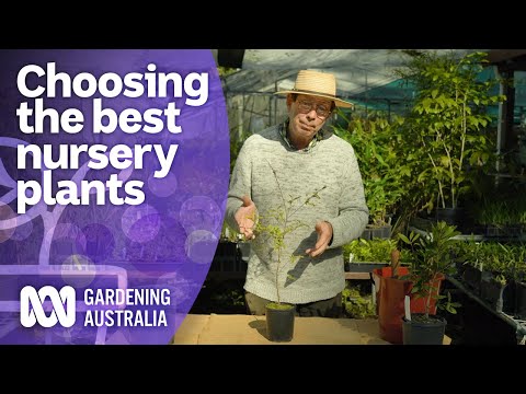 How to choose the best plants at the nursery | Australian native plants | Gardening Australia