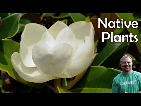 Native Plant Shopping