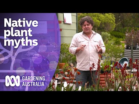 Native plant myths & options for varying conditions | Australian native plants | Gardening Australia