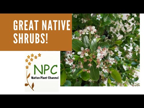 Great Native Shrubs for the Northeast! #native plant gardens #native shrubs