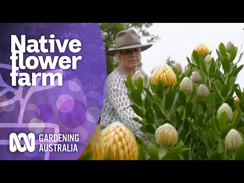 Growing native flowers on a large scale | Native Australian Plants | Gardening Australia