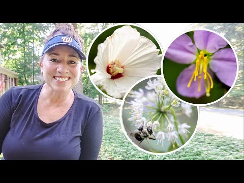 What are Native Plants? Why are native plants Important?