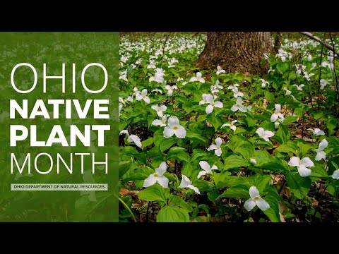 Ohio Native Plant Month
