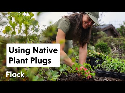 All About NATIVE PLANT PLUGS — Ep. 202