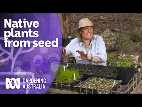 How to grow Australian native plants from seed | Australian native plants | Gardening Australia