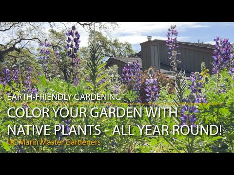 Color Your Garden With CA Native Plants – All Year Round!
