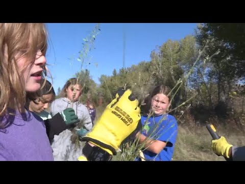 Mountain View elementary students clear out invasive plant species from the Boise River