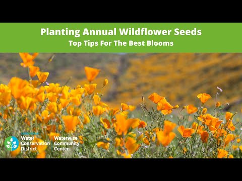 Planting Native Wildflower Seeds | Top Tips For The Best Blooms
