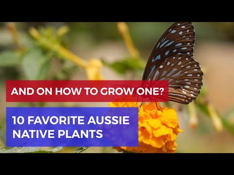 10 Favorite Aussie Native Plants | And On How To Propagate It | Open Book