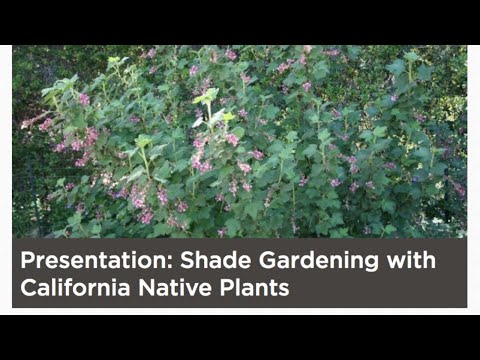 Shade Gardening with California Native Plants