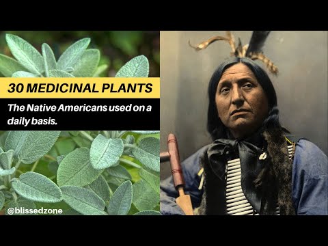 30 Medicinal Plants The Native Americans Used On a Daily Basis | Blissed Zone