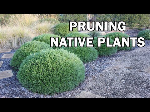 Do You Need To Prune Native Plants?