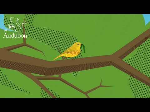 Native Plants for Birds | National Audubon Society