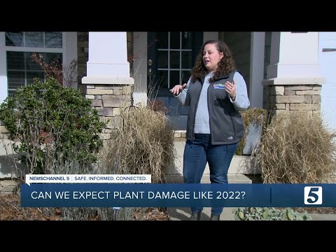 Should we expect this winter weather to damage plants like December 2022?