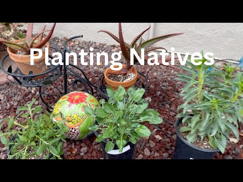 Planting Native Plants in My Garden – January 2024