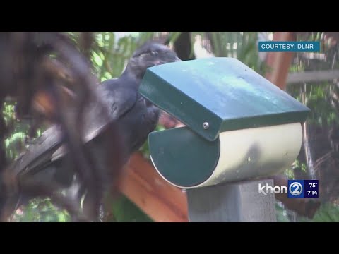 ʻAlalā gets second chance at the wild