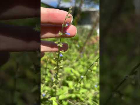 Creeping Sage: Florida Native Plants