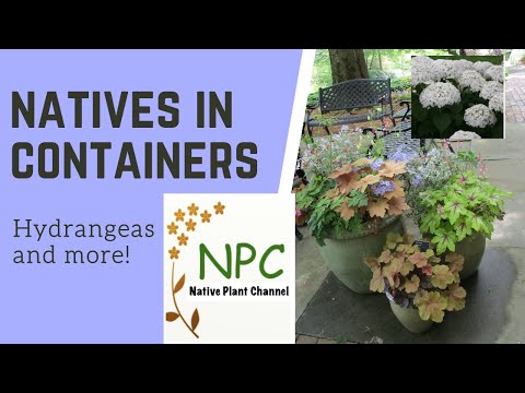 Awesome ideas for containers using native plants! #container gardening #native plants #hydrangeas