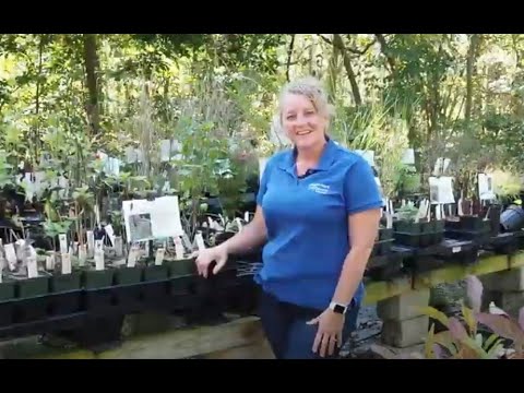 Three native plant nurseries in Northern Virginia