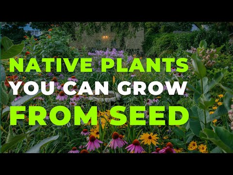 🌿12 Native Plants You Can Grow from Seed NOW! No Cold Stratification Needed! 🌸