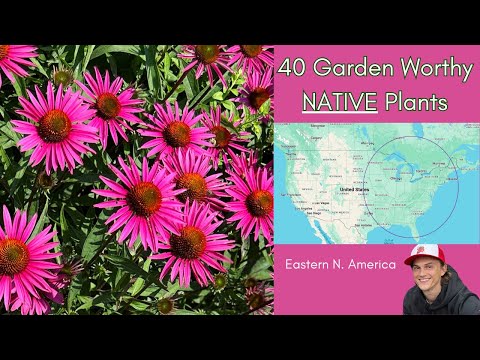 40 Native Perennial Plants – Eastern North America Gardens