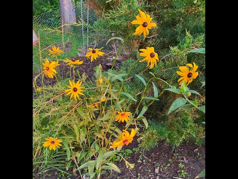 Minnesota Native Plants – Black Eyed Susan (Rudbeckia Hirta)