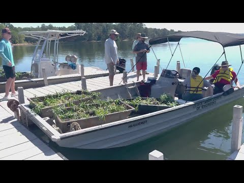 Thousands of native plants getting planted in Clarks Hill Lake