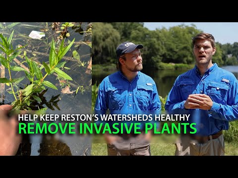 Reston Today – Keeping Reston's Watersheds Healthy • Help Remove Invasive Plants