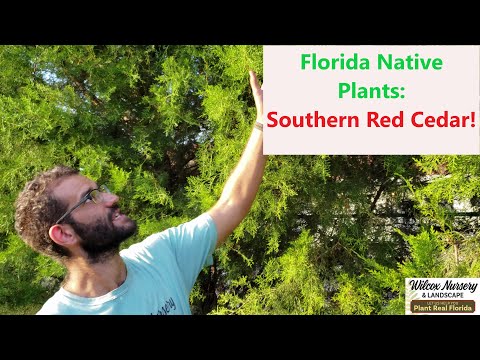 Florida Native Plants: Southern Red Cedar