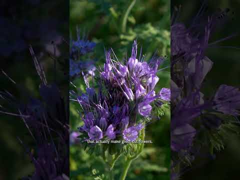 Lacy Phacelia – The Ultimate #covercrop