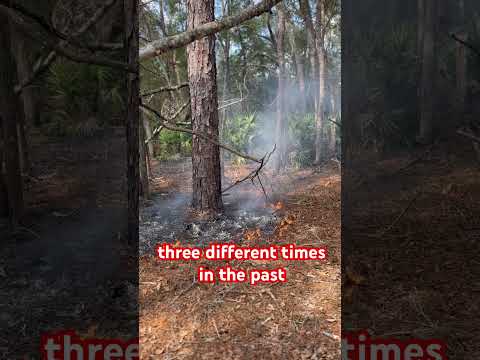 Prescribed burn #habitat #native #natural #deer #turkey #burn #fire #prescribedfire #improvement
