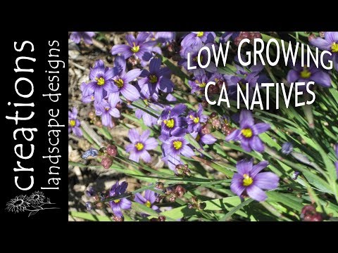 Top 3 Low Growing California Native Plants