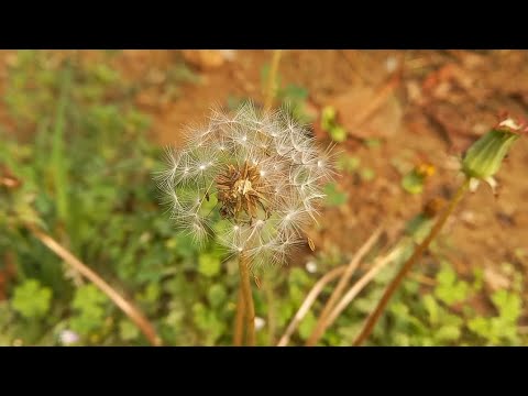 Dandelion | Dandelions | Common sowthistle | Beauty of Nature| Wild Plant | Native Plants
