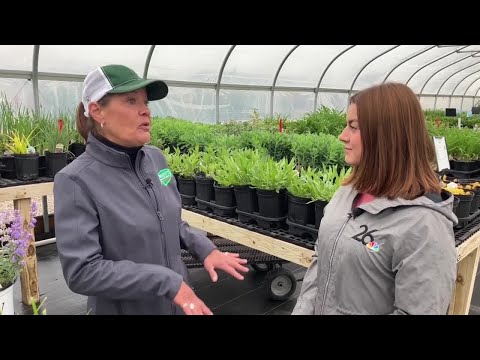 Landscaping with Lauren: Native Plants