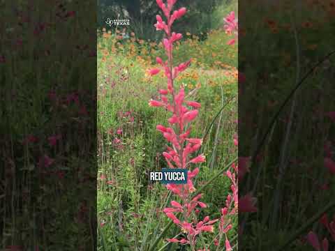 10 Texas Native Plants to Attract Pollinators 🦋🌼