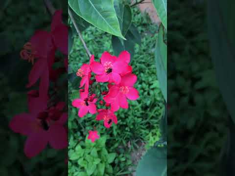 Jatropha integerrima – shanghai beauty  #plants #shortvideo #jatropha #shorts