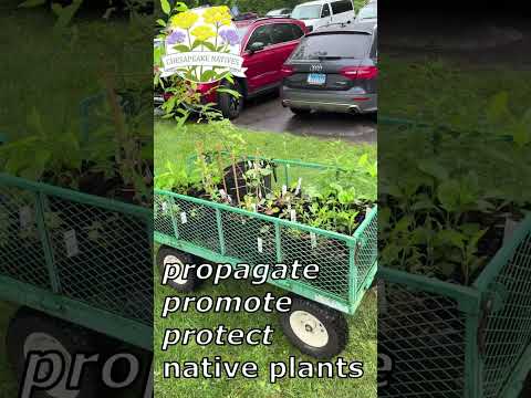 Chesapeake Natives Nursery – native plants for the DMV (Washington DC, Maryland & Virginia) #garden