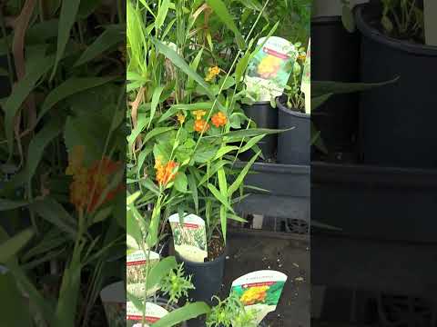 Texas Native Plants were on sale at HEB. It's a little past prime planting season so water extra