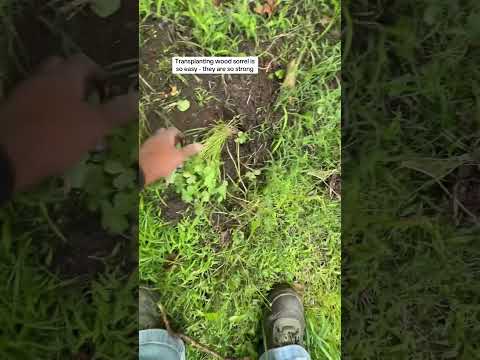 Transplanting Native Plants #garden #transplants #growingherbs