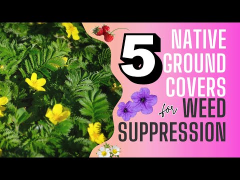 Top 5 Native Groundcover Plants for Effective Weed Suppression 🌱