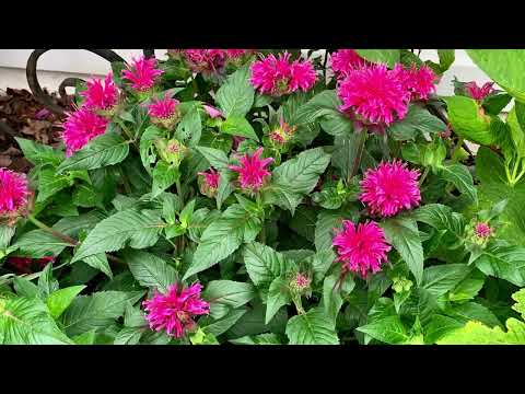 7 Great Native Plants for the Zone 7 Mid-Atlantic Garden and Beyond!