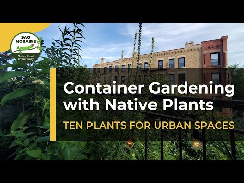 CONTAINER GARDENING with Native Plants: Ten Plants for Urban Spaces