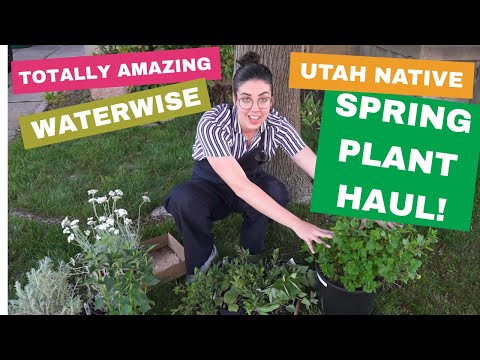 Amazing Utah Native Plants For Your Waterwise Garden