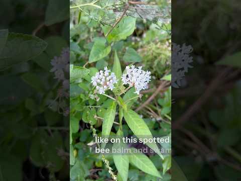 The wide world of native plants