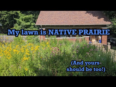 My front lawn is a native prairie restoration AND why / how you should do it too!